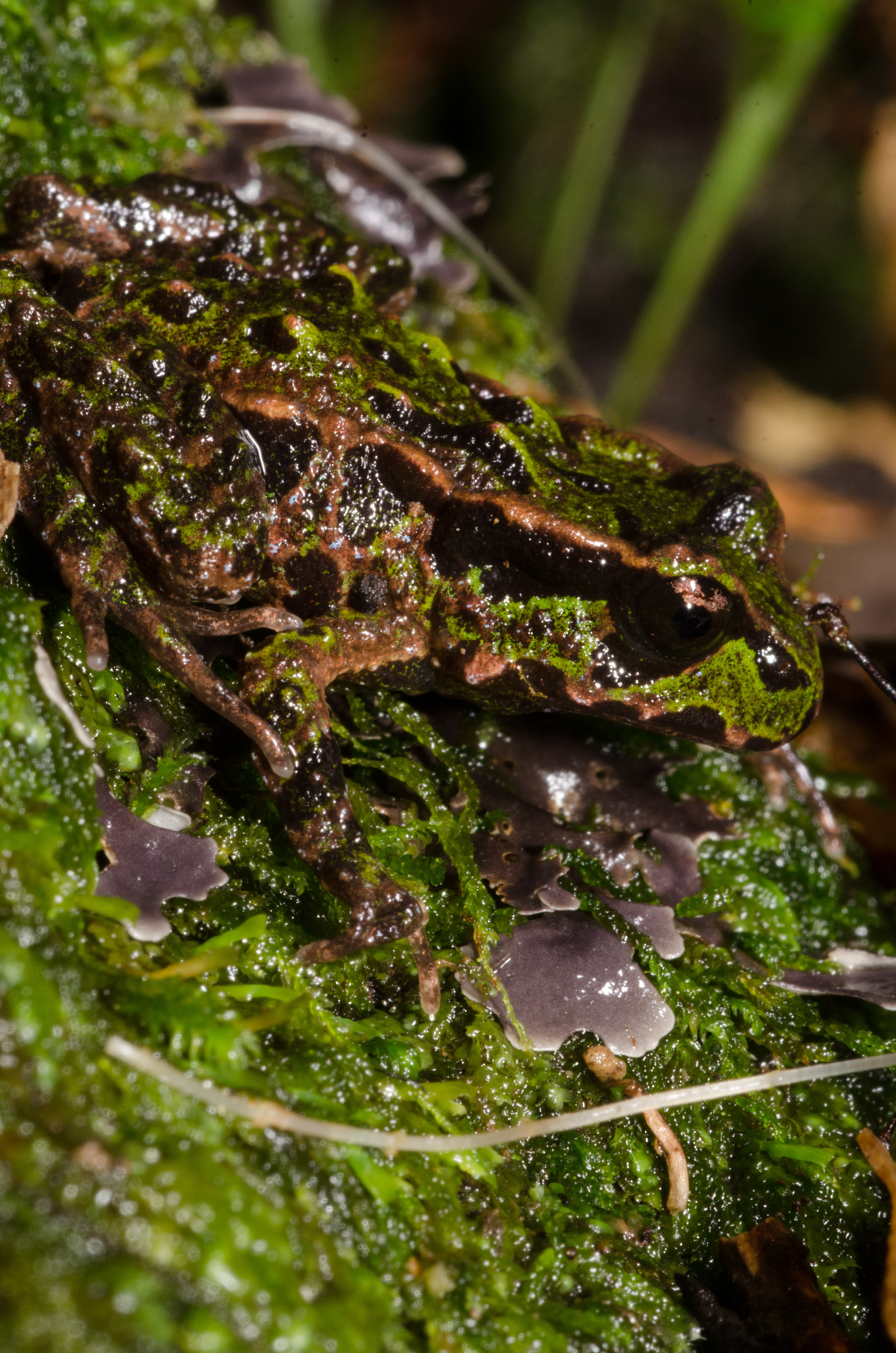 DSC_9640 – Archey's, frog, Leiopelma, archeyi, amphibian, archey, archeys, coromandel, rare, Crispin, reptiles, amphibians, rare, cold, blood, new, new zealand, zealand, nz